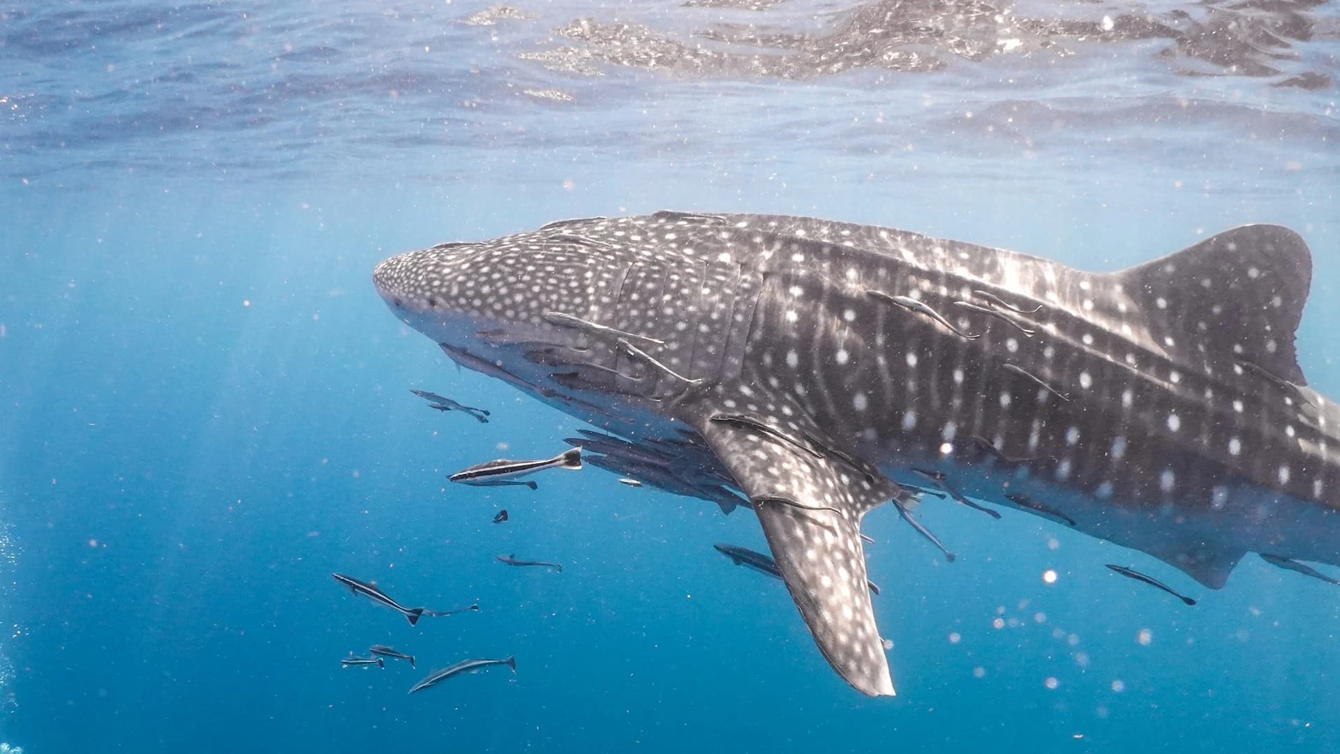 Snorkeler swimming alongside a whale shark near the surface in La Paz Bay, Baja California Sur