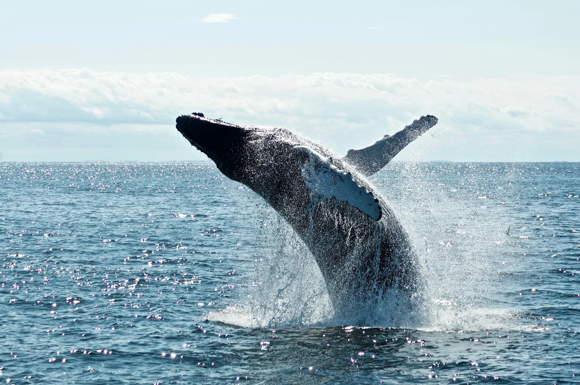 Humpback whale breaching in the Sea of Cortez near Cabo San Lucas, Mexico