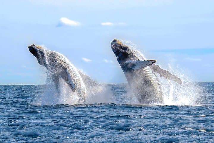 Luxury Catamaran Whale Watching Cabo San Lucas