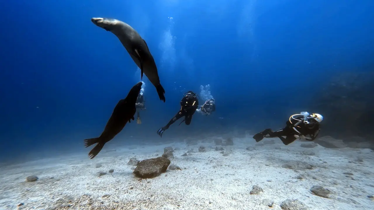 Scuba diver among reef fish and a sea lion at Land's End in the Cabo San Lucas Marine Park