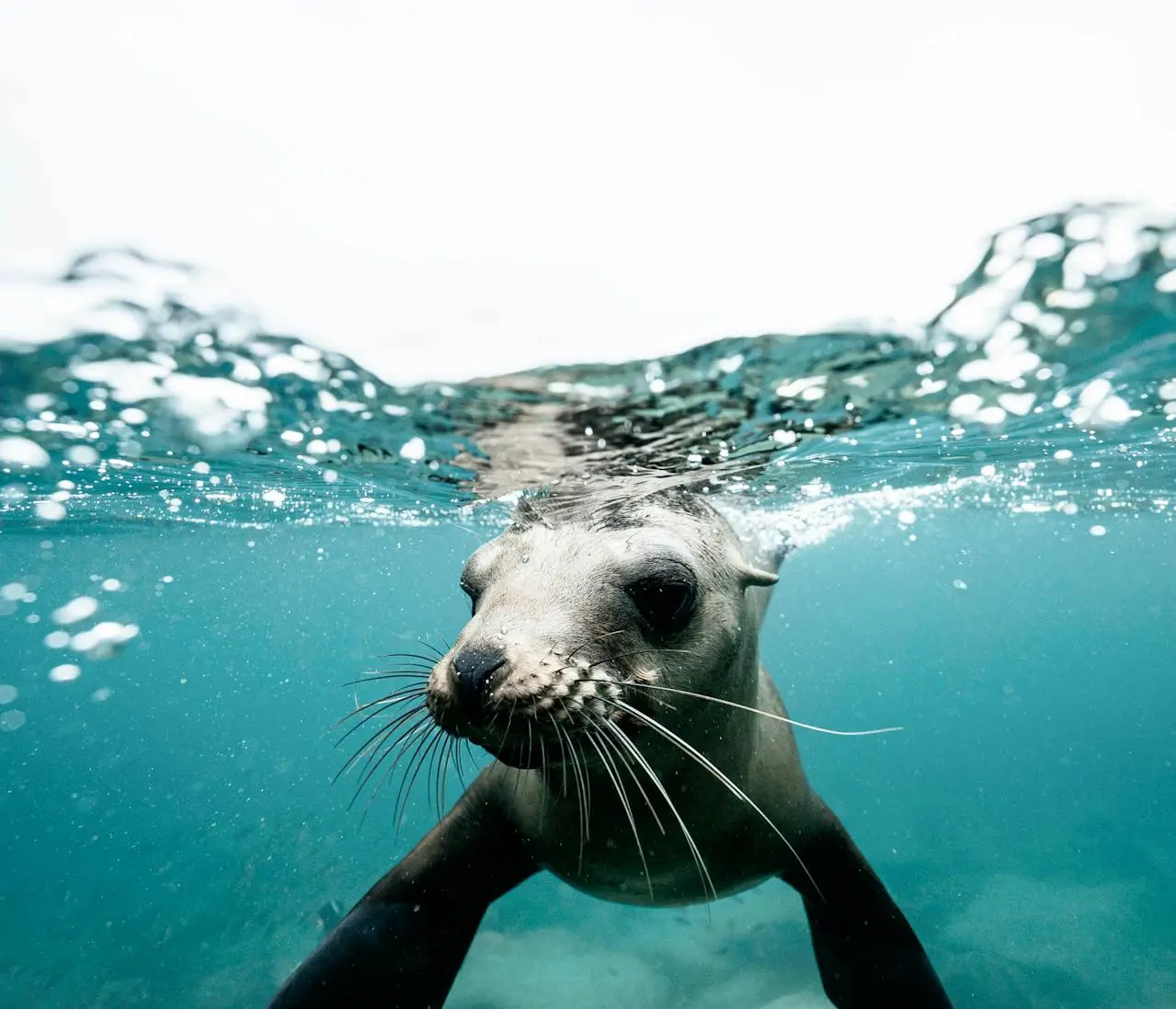 California sea lion pup resting on a rocky ledge at Los Islotes, Isla Espiritu Santo, La Paz, Mexico