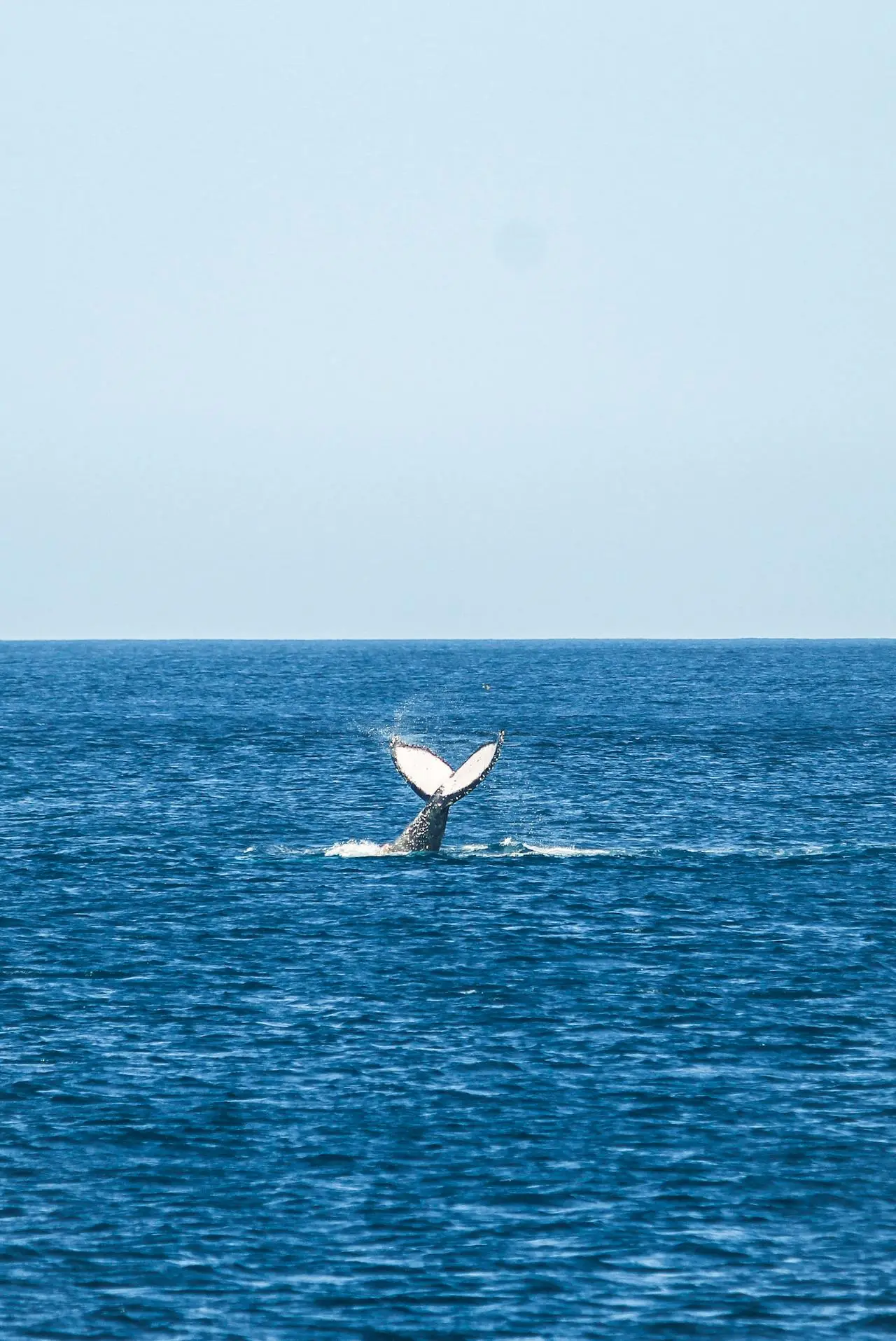Ballena jorobada saltando en el Mar de Cortés cerca de Cabo San Lucas durante un recorrido de avistamiento de ballenas